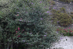 Buddleja davidii